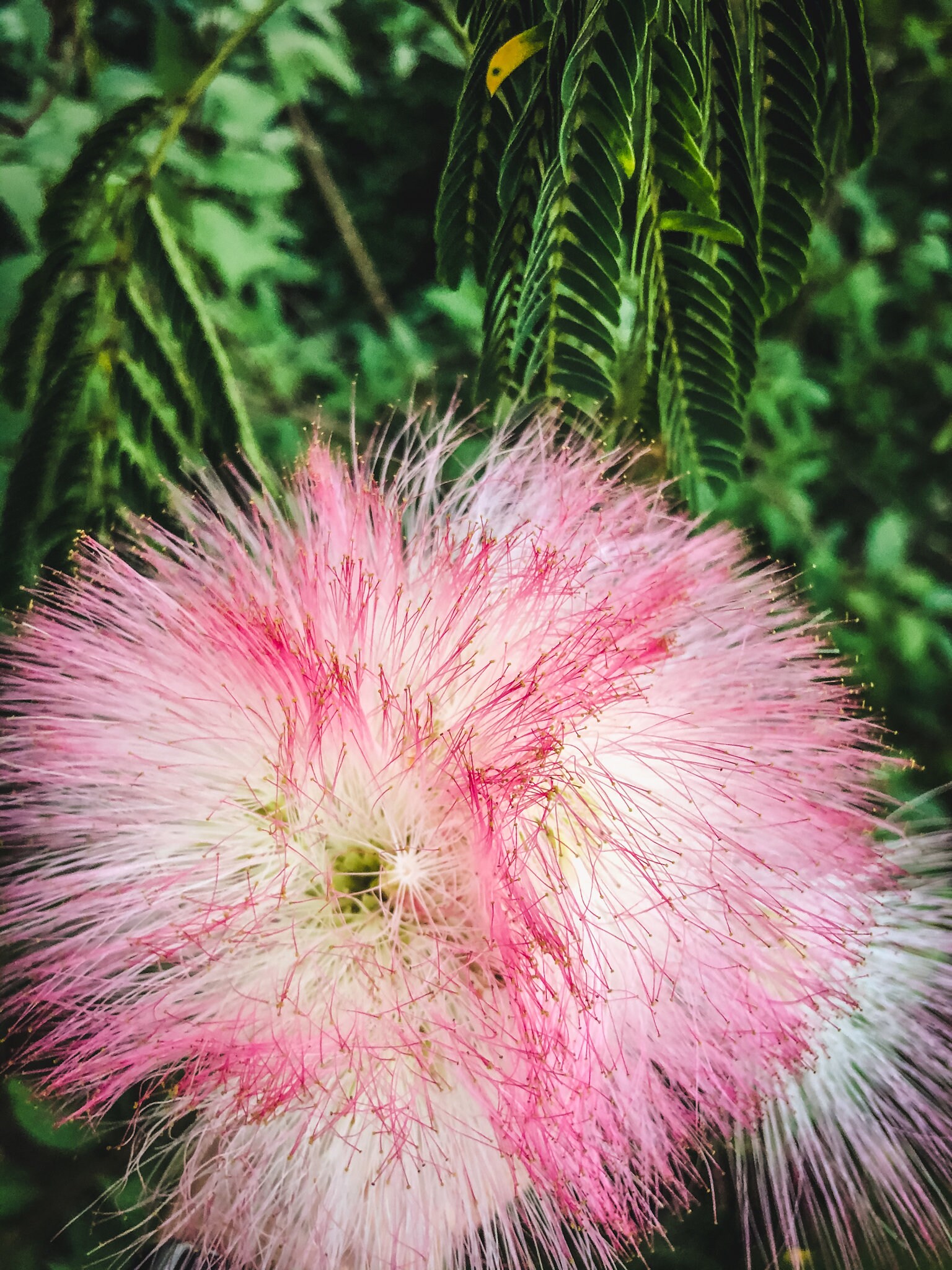 mimosa-flower-tincture-etsy