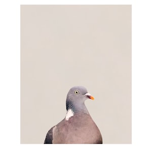 Wood Pigeon - Photo Print on Bamboo Paper