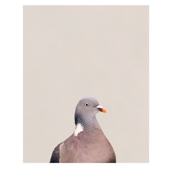Pigeon ramier - Impression photo sur papier bambou