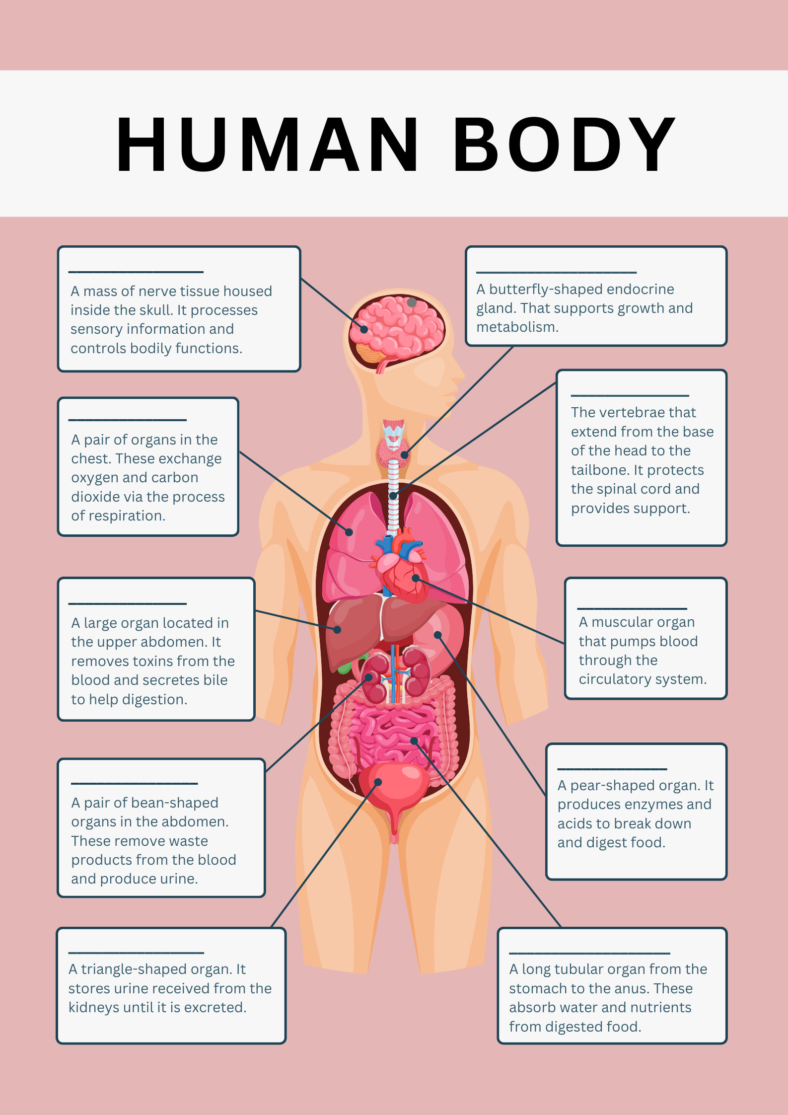 human-body-template-human-organs-digital-download-fill-in-the-blank