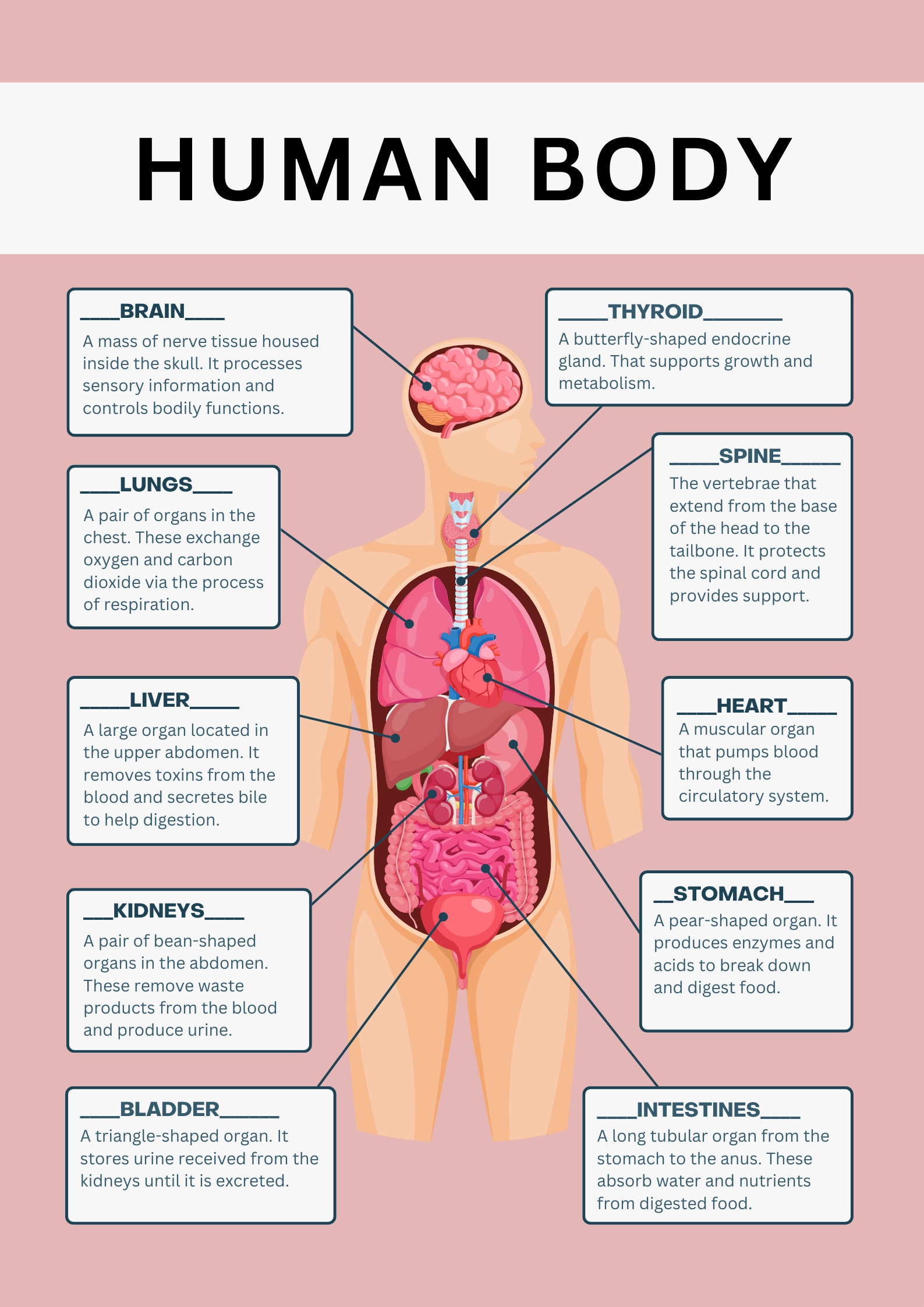 Human Body Template, Human Organs, Digital Download, Fill-in-the-blank -  Etsy, image size:1587x2245