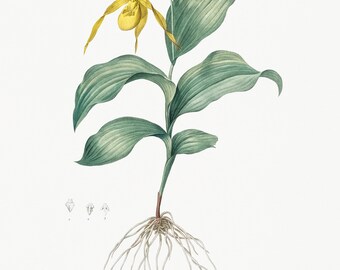 Yellow Lady's Slipper Orchid illustration from Les liliacées - Pierre-Joseph Redouté - Framed Wall Art - Office Lounge Game Room Wall Art