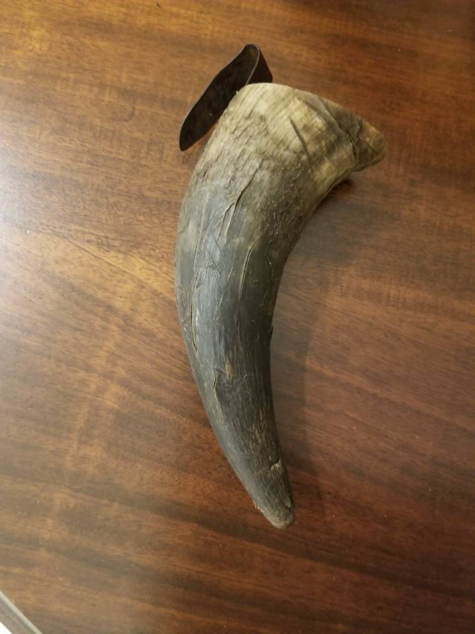 Bison Horn Buffalo Horn Artifact Etsy
