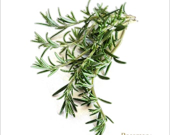Flowering Rosemary Sparkly Botanical Card Rosemary Plant Greeting Card Green and Purple Watercolor Printed Card
