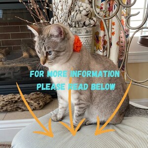 Op de afbeelding: Een lichtgekleurde kat met grijze tabby-markeringen en blauwe ogen draagt een feloranje bloemenhalsband. De tekst FOR MORE INFORMATION PLEASE READ BELOW staat in lichtblauw over de afbeelding met drie oranje pijlen die naar beneden wijzen.