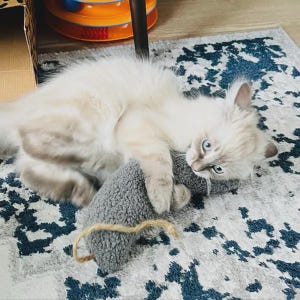 May include: A fluffy white and cream-colored kitten with bright blue eyes lying on its side while clutching a textured gray plush toy. The toy features a small tan rope loop attached to one end, and the kitten has soft, long fur.