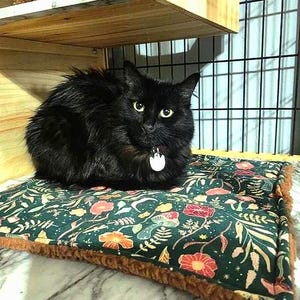 Pu&ograve; includere: Un gatto nero dal pelo folto con occhi gialli e una medaglietta argentata sul collare, che riposa su un lettino rettangolare. Il lettino presenta una superficie in tessuto verde scuro con un motivo di fiori, funghi e foglie e una base marrone.