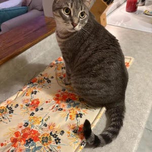 Pu&ograve; includere: Un gatto soriano grigio con strisce scure e occhi gialli &egrave; seduto su un tappetino in tessuto rettangolare con sfondo color crema e un vivace motivo floreale di fiori arancioni, rossi e blu con foglie verdi e sottili steli marroni.