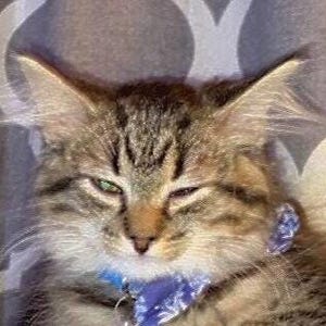 Op de afbeelding: Een bruin en zwart gestreepte kat met lang haar en getufte oren, die een blauwe halsband met patroon draagt. De kat heeft een slaperige uitdrukking met halfgesloten ogen, een kleine roze neus en lange witte snorharen op de snuit.