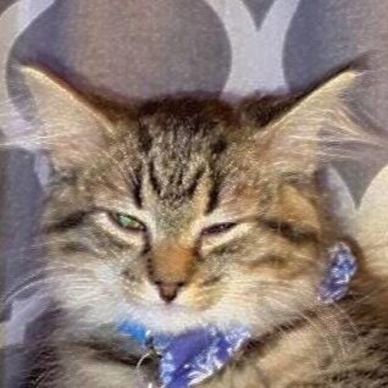 Op de afbeelding: Een bruin en zwart gestreepte kat met lang haar en getufte oren, die een blauwe halsband met patroon draagt. De kat heeft een slaperige uitdrukking met halfgesloten ogen, een kleine roze neus en lange witte snorharen op de snuit.