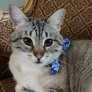 Op de afbeelding: Een lynx point kat met lichtcr&egrave;me en grijskleurige vacht, donkere tabby-markeringen op het voorhoofd en blauwe ogen. De kat draagt een blauwe halsband met een klein, wit bloemenpatroon en een decoratieve vlinderdas aan de zijkant van de nek.