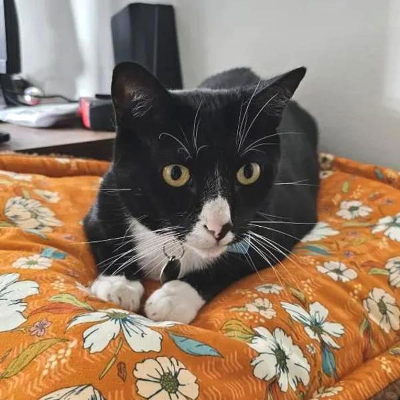 Pu&ograve; includere: Un gatto tuxedo bianco e nero con occhi gialli e lunghi baffi bianchi riposa su un cuscino in tessuto arancione con un motivo ripetuto di fiori bianchi e azzurri con steli e foglie verdi, indossando una piccola medaglietta di metallo.