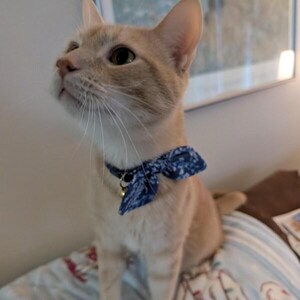 Op de afbeelding: Een lichtoranje cyperse kat met grote oren en lange witte snorharen draagt een blauwe stoffen halsband met een wit bloemenpatroon en een klein goudkleurig belletje, terwijl het dier met een geconcentreerde blik omhoog kijkt.