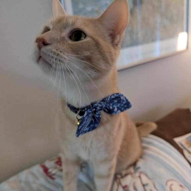 Op de afbeelding: Een lichtoranje cyperse kat met grote oren en lange witte snorharen draagt een blauwe stoffen halsband met een wit bloemenpatroon en een klein goudkleurig belletje, terwijl het dier met een geconcentreerde blik omhoog kijkt.