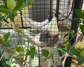 May include: A cat lounging in a hammock inside a wire enclosure. The cat has blue eyes and brown fur. The hammock is white and pink striped. Green foliage is in the foreground.