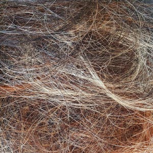 Peut inclure: Gros plan sur un enchevêtrement de cheveux bruns, allant du foncé au clair. Les mèches sont entrelacées, créant un effet texturé et superposé. Les cheveux semblent naturels, sans coiffage visible, avec des nuances variées.