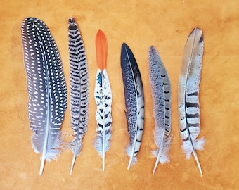 Puede incluir: Seis plumas decorativas de varios patrones y colores están dispuestas sobre una superficie marrón. Las plumas incluyen una pluma con lunares blancos y negros, una pluma a rayas, una pluma con punta naranja y otras con patrones marrones y grises.