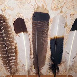 May include: Five decorative feathers in shades of brown, white, and black are displayed against a patterned background. The feathers vary in size and design, with some featuring intricate patterns and others solid colors.