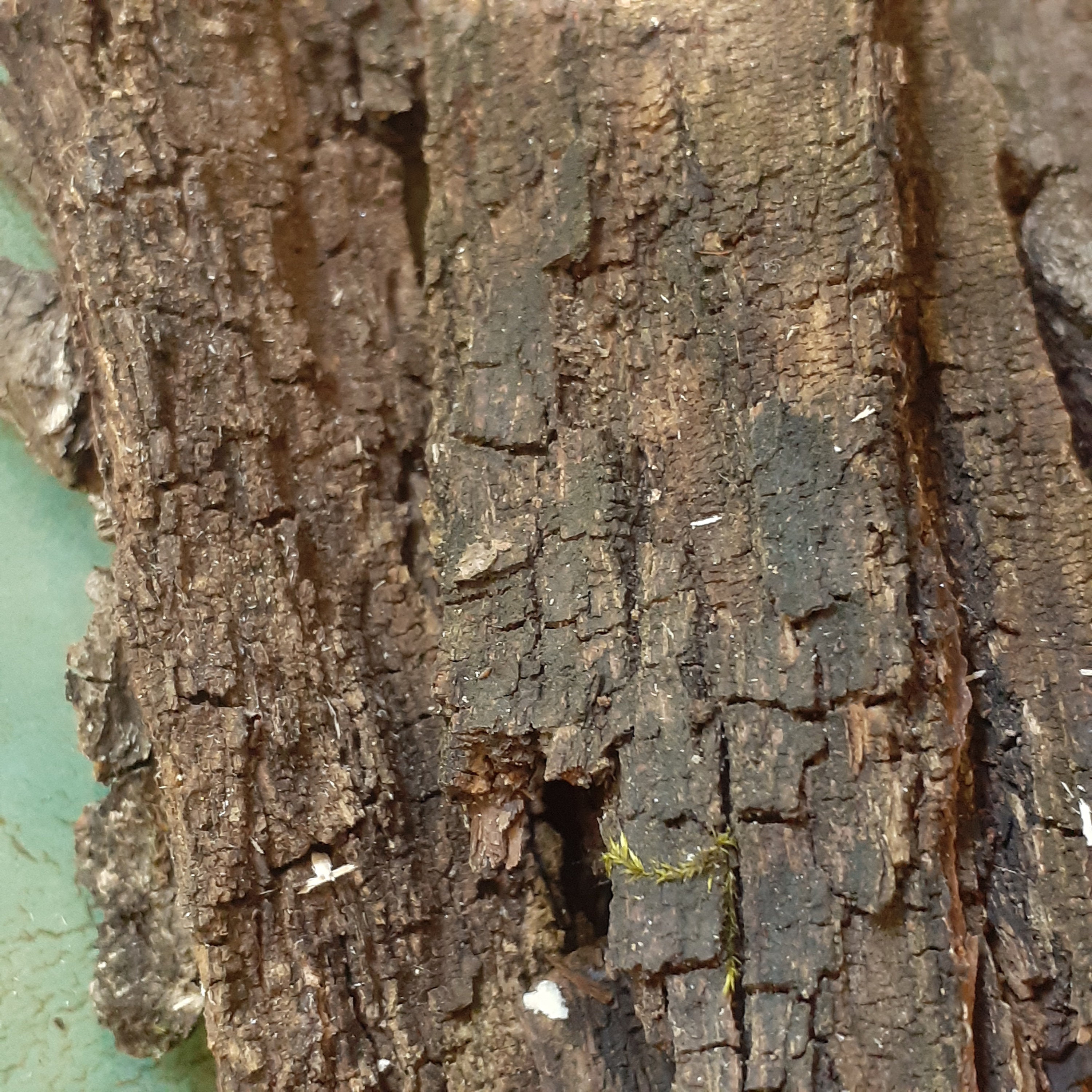 Dried Natural Bark Pieces, Real Tree Bark, Artistic Creations