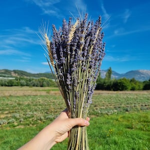 Strauß aus Lavendel und getrocknetem Weizen – Direkt vom Produzenten aus der Provence – Extrablaue Lavandin-Sorte – ca. 150 Lavendelzweige / 20 Weizenzweige – Gewicht 180 g