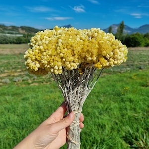 Bouquet Immortelle séchée - Direct producteur Provence France - Variété Immortelle orientale 30 brins poids 90G