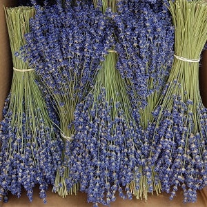Dried extra-blue lavender bouquet 130g – 350 sprigs – Direct producer – Haute Provence – France
