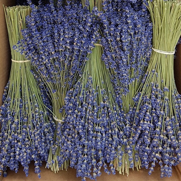 Bouquet Lavande extra-bleue séchée 130g – 350 brins – Direct producteur – Haute Provence – France