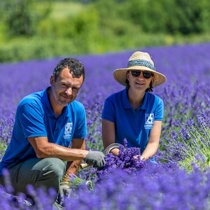 Fleur de Lavandin vrac Direct producteur Haute Provence France image 5