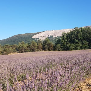 Fleur de Lavandin vrac Direct producteur Haute Provence France image 6