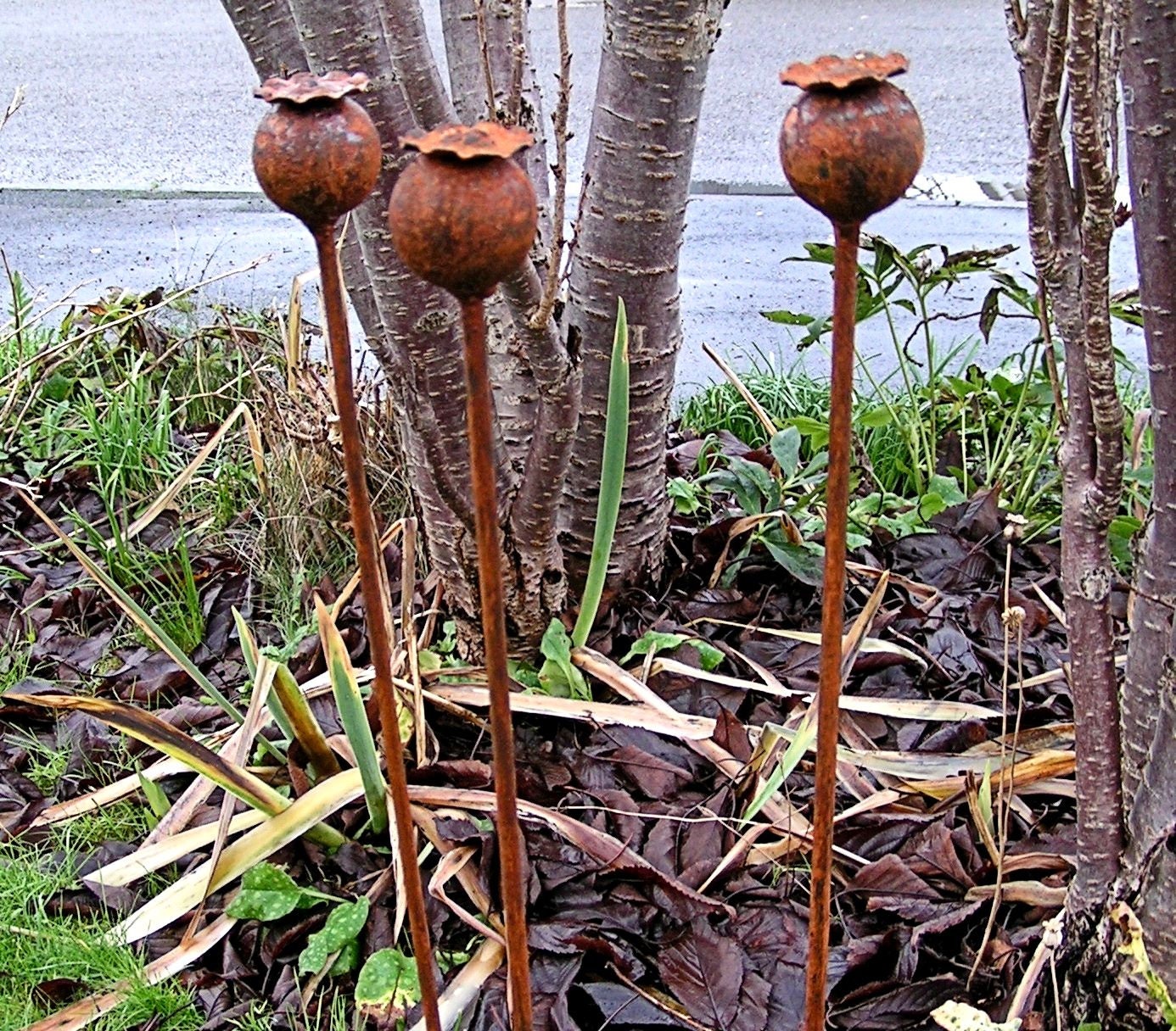 Set of 3 Rusty Poppy Seed Head Pattern Naturally Rusting Etsy UK