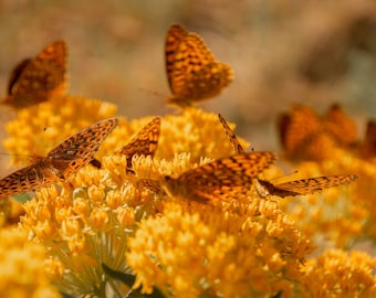 Aphrodites & Asclepias II-fotoafdruk