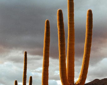 Tucson 12x18 Film Photography Print
