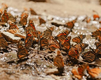 Puddling Photography Print