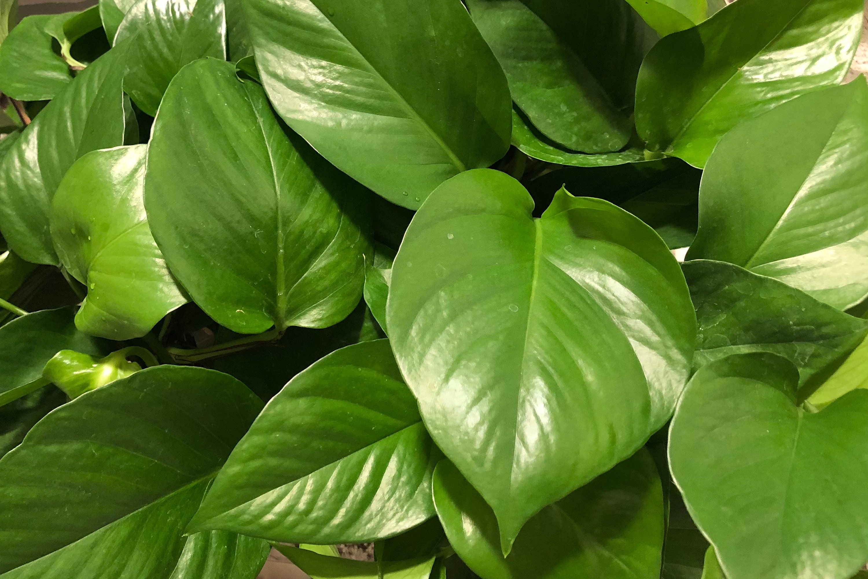 Jade Pothos Golden Pothos 4 inch Pot Natural Air Etsy