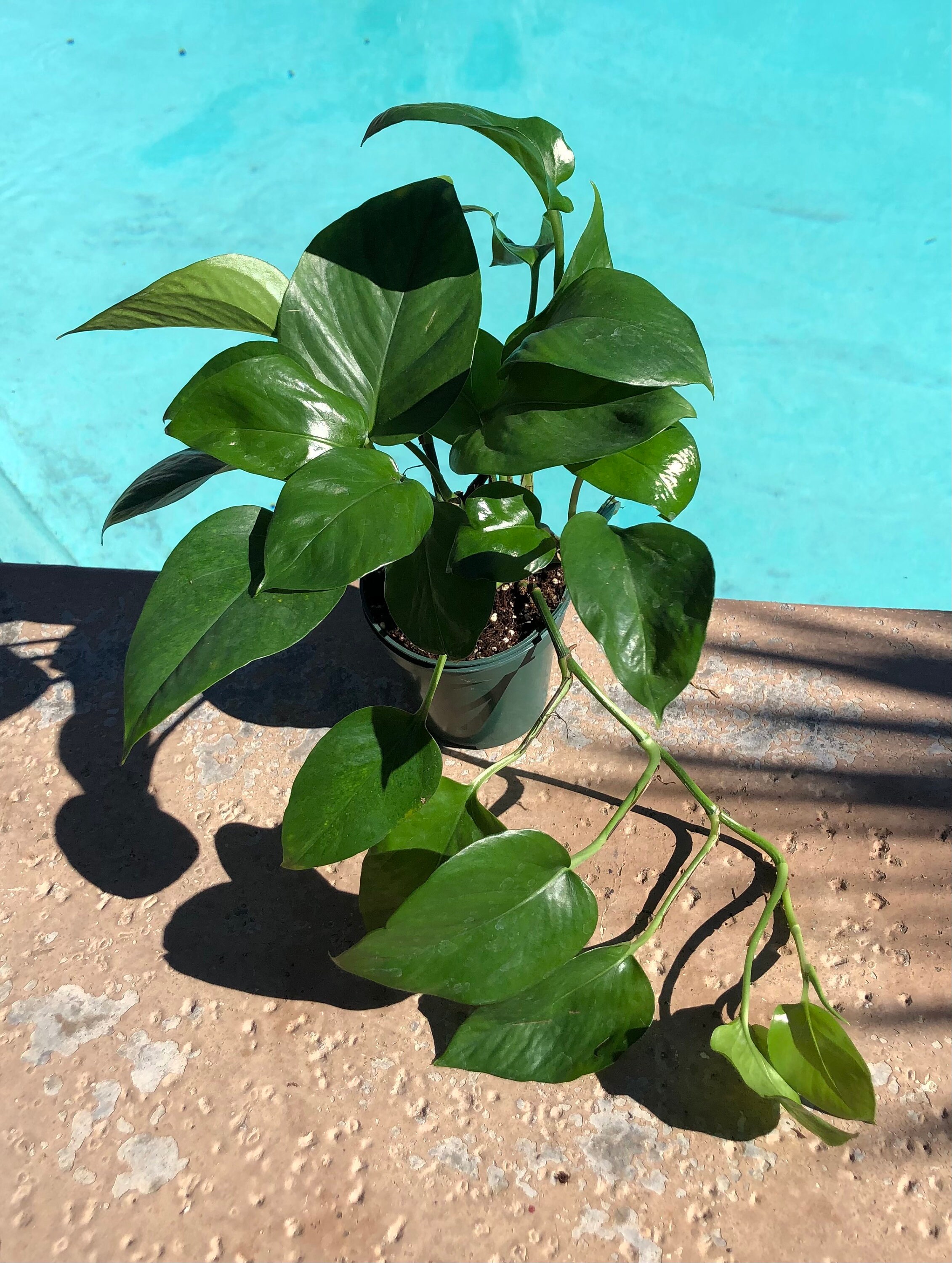 Jade Pothos Golden Pothos 4 inch Pot Natural Air Etsy