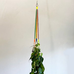 white bird of paradise indoor plant Strelitzia nicolai 'White Bird of Paradise' – The Victorian Atlanta