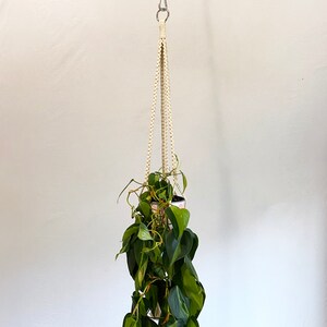 May include: A white macrame plant hanger with a green plant in a pink and white patterned pot hanging from a silver hook.