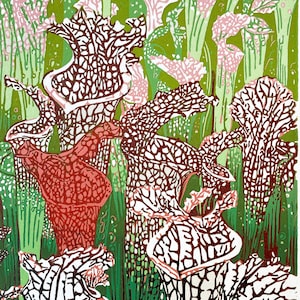 Sarracenia Pitcher Carnivorous Plant Reduction Linocut Art Print