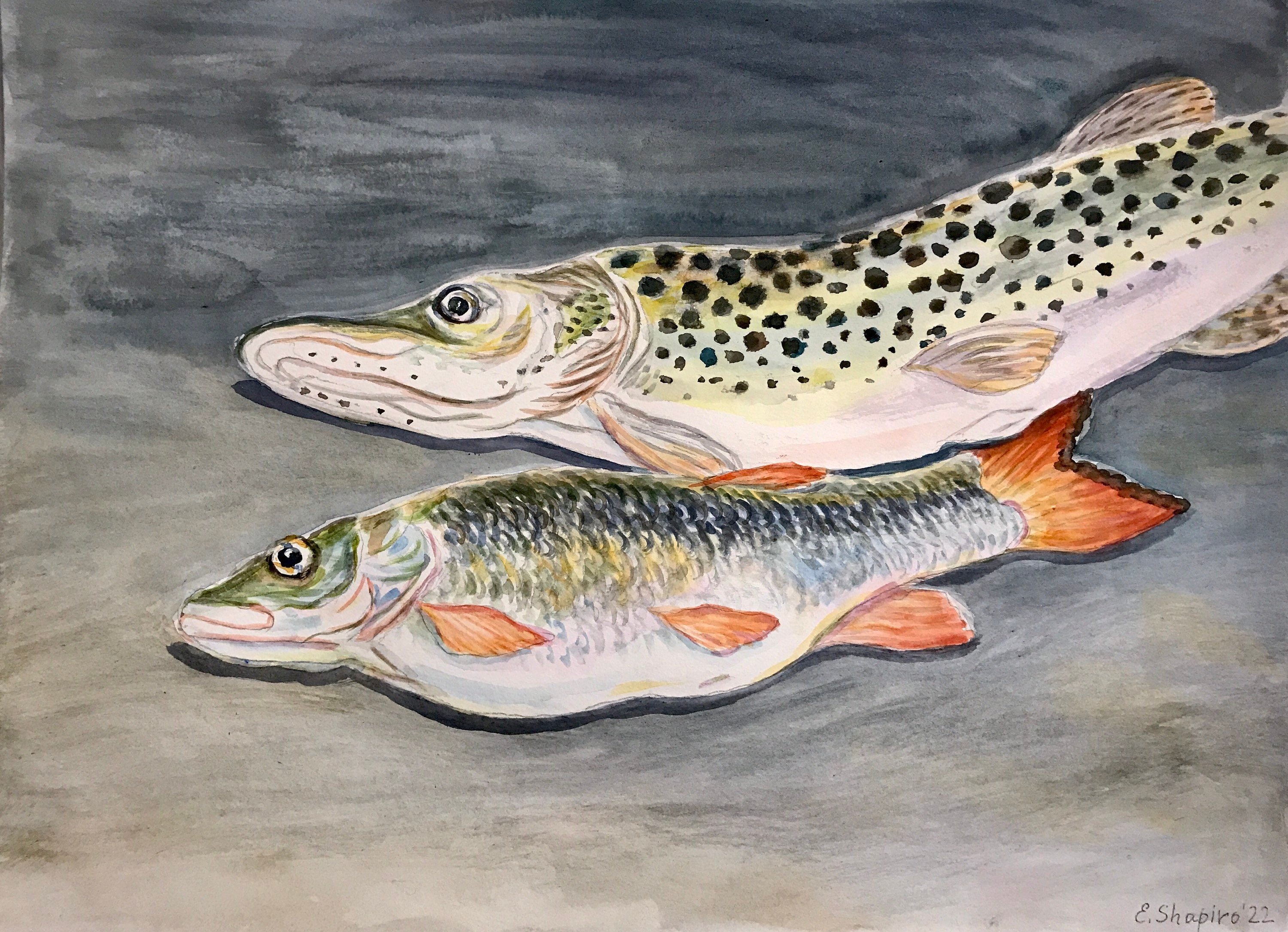 Original Watercolor Fish Still Life Fish Painting Pike Rudd Wall