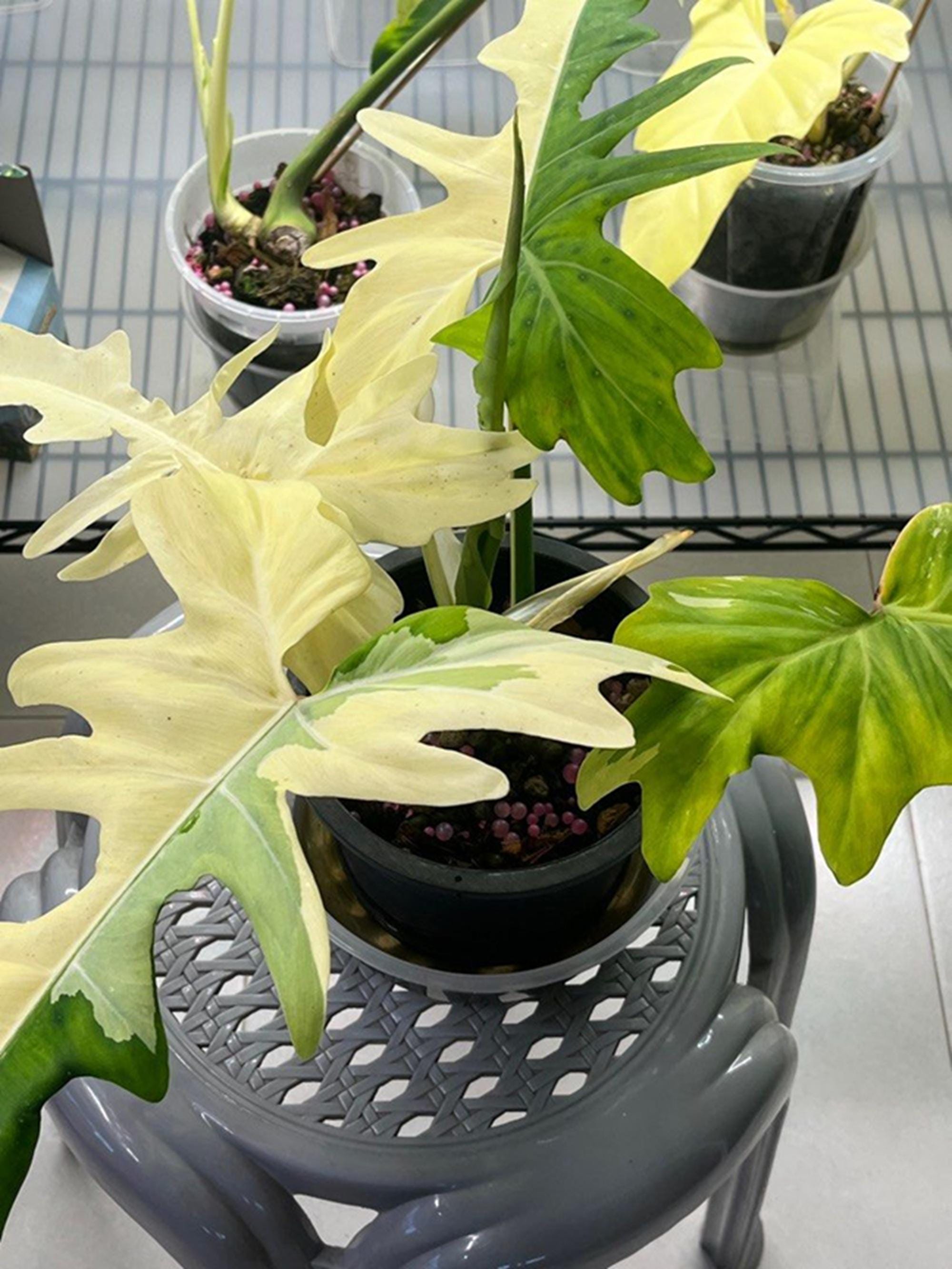 Philodrndron Golden Dragon Variegated - Etsy Philodrndron Golden Dragon Variegated - Etsy