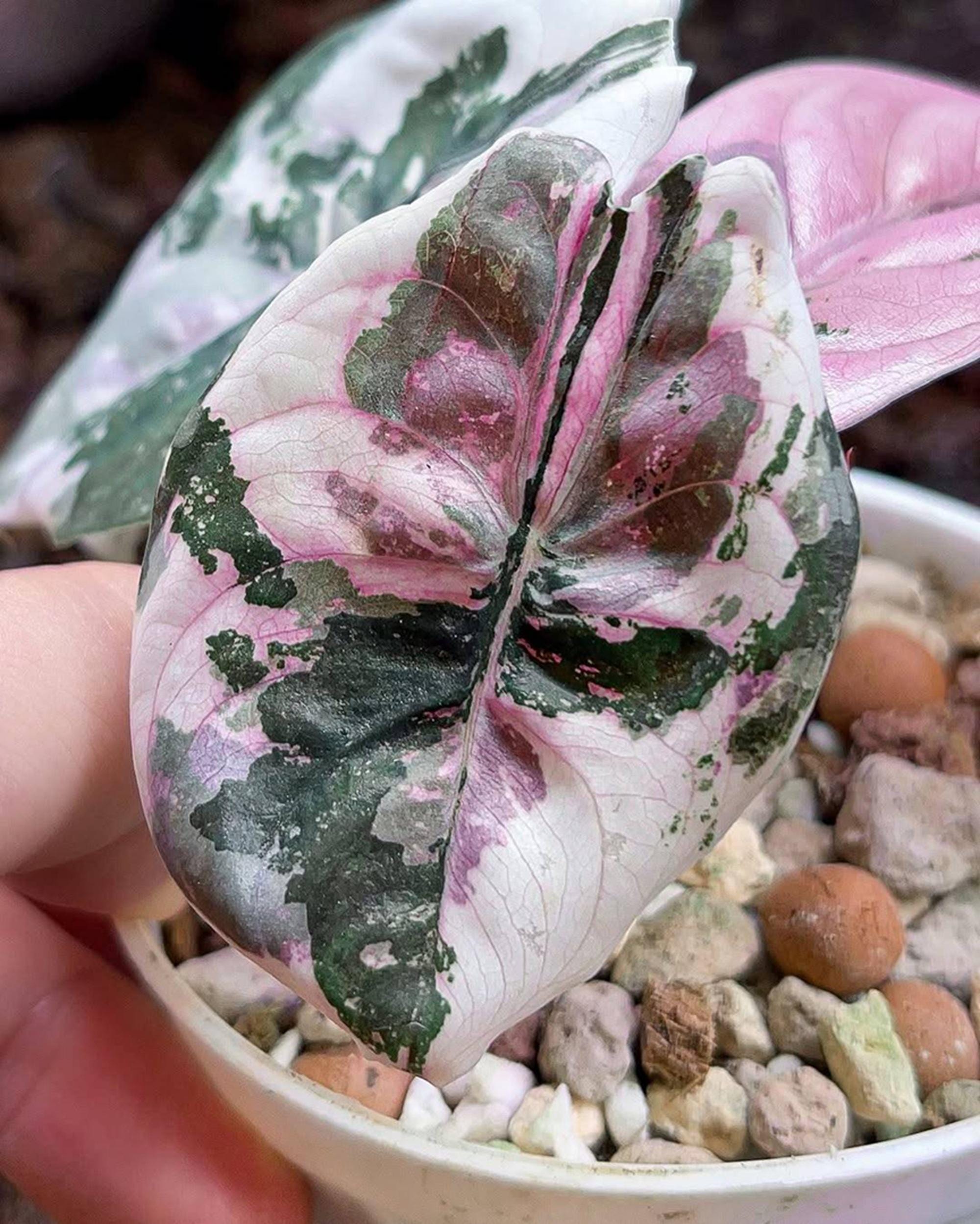 Alocasia bambino pink variegated - Etsy 日本