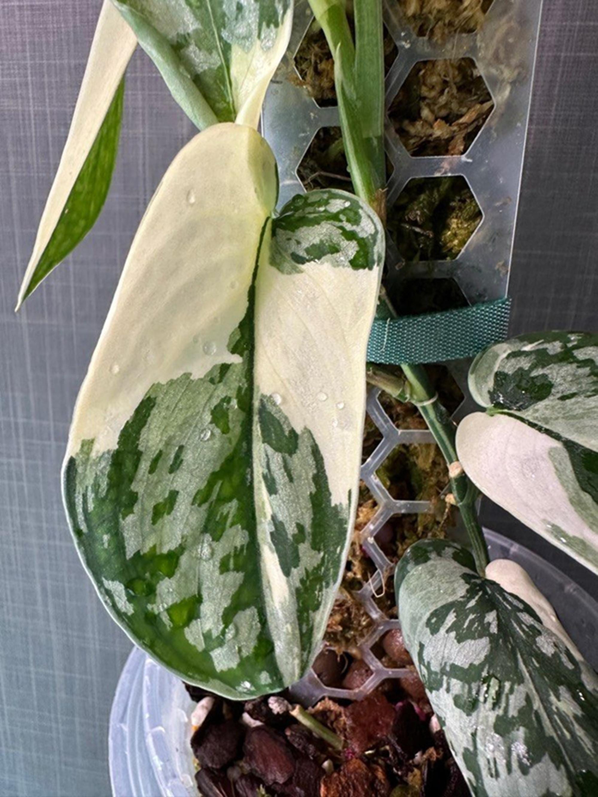 Rare scindapsus - Etsy 日本