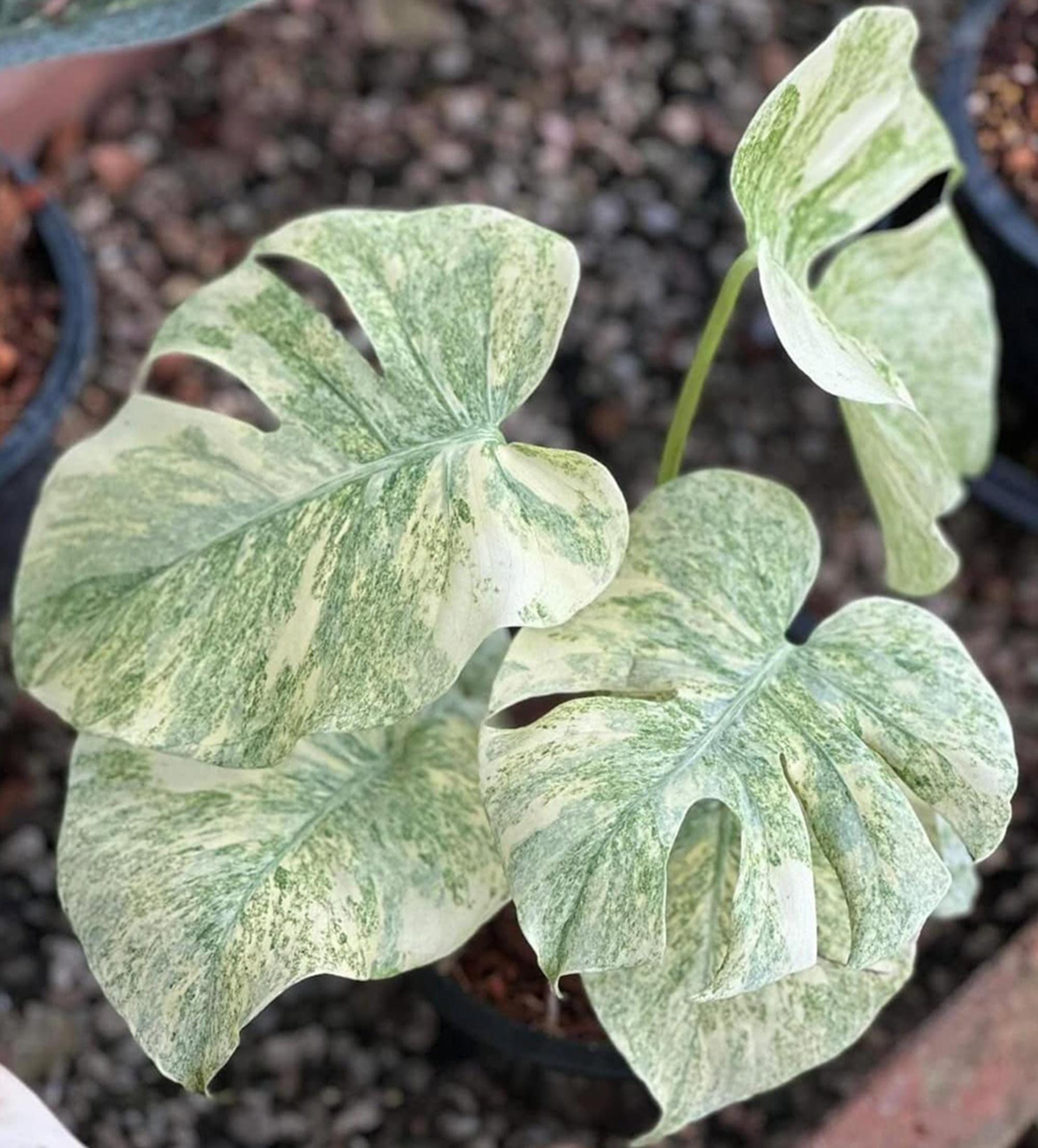 Monstera mint - Etsy 日本 Monstera mint - Etsy 日本