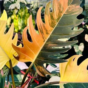 Caramel marble philodendron - Etsy 日本 Caramel marble philodendron - Etsy 日本