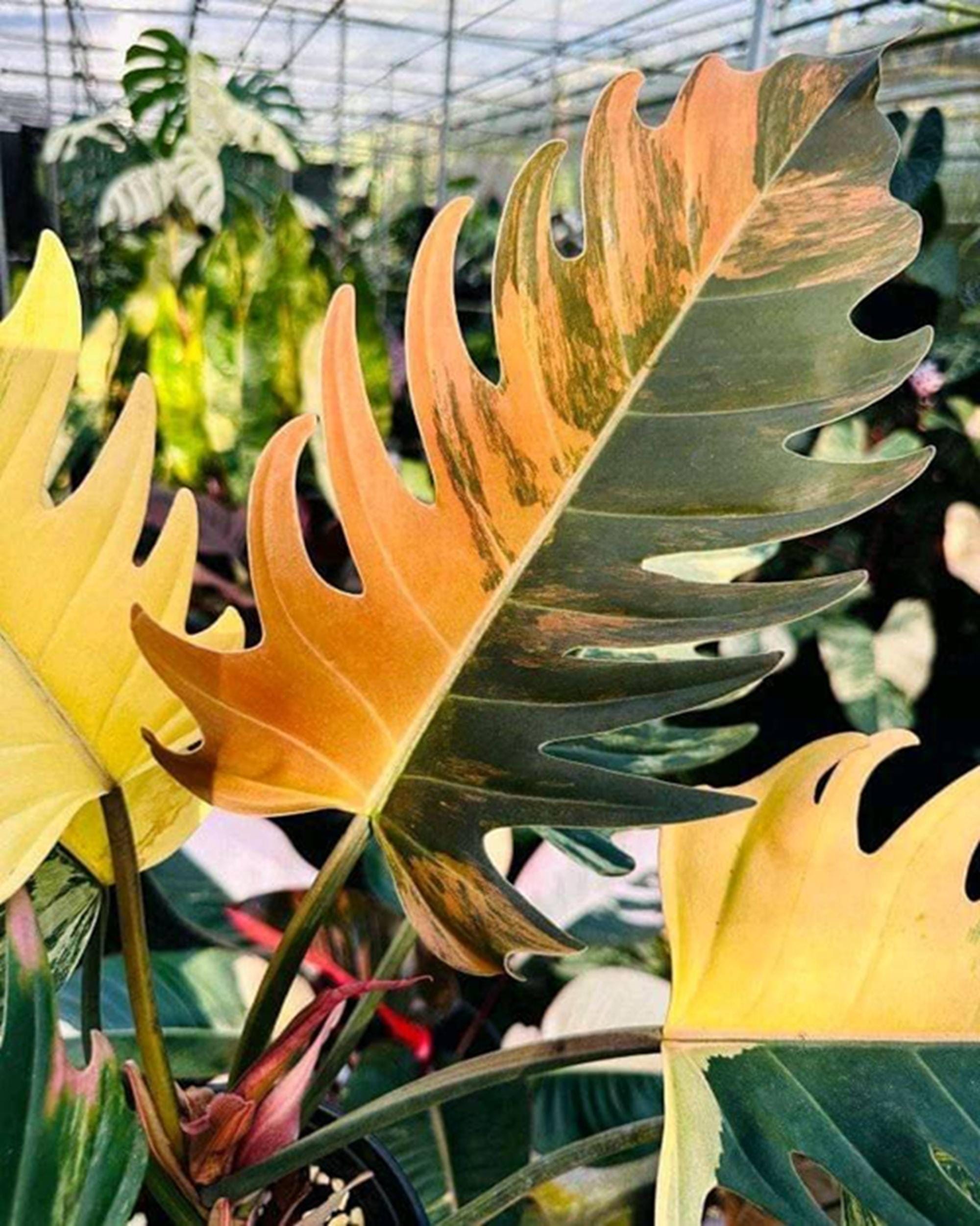 Caramel marble philodendron - Etsy 日本 Caramel marble philodendron - Etsy 日本