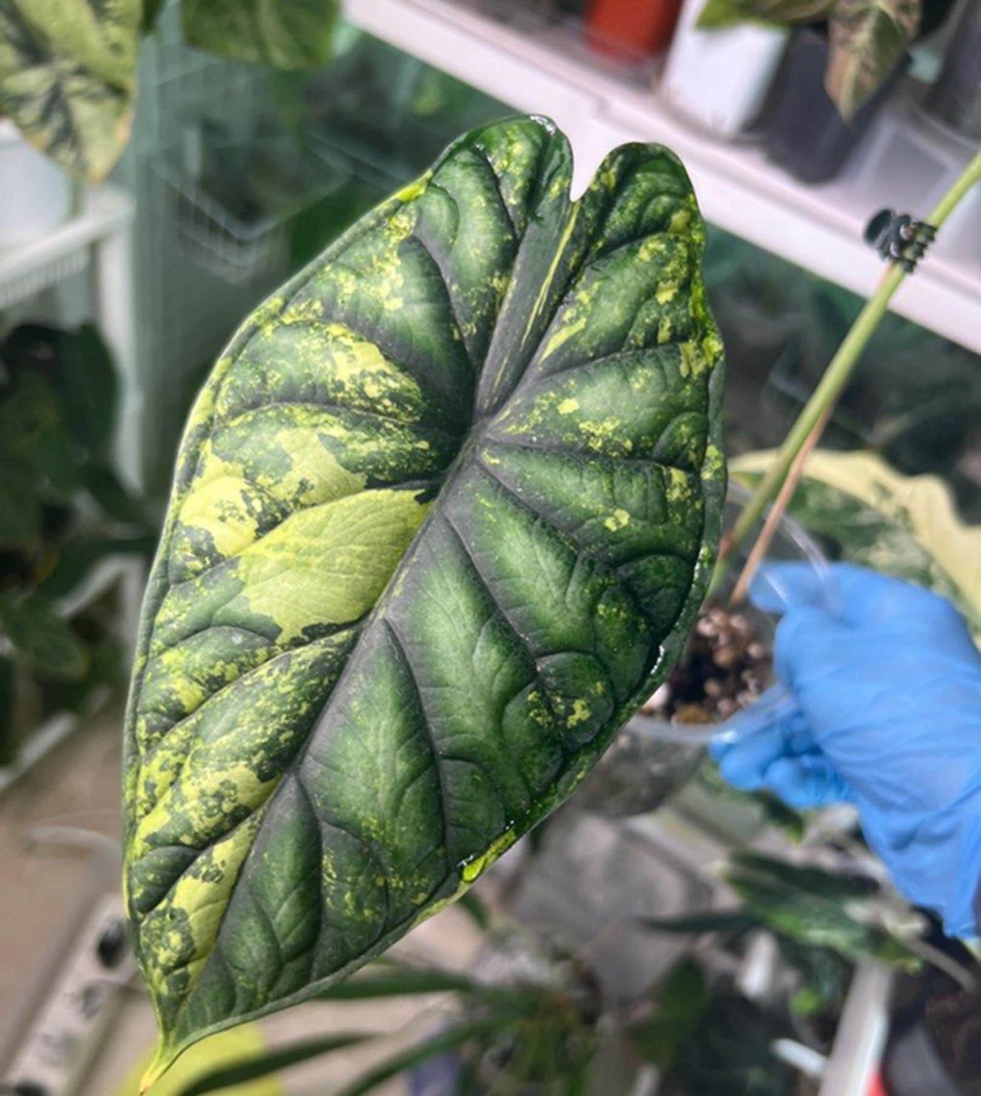 Variegated alocasia dragon scale - Etsy 日本 Variegated alocasia dragon scale - Etsy 日本