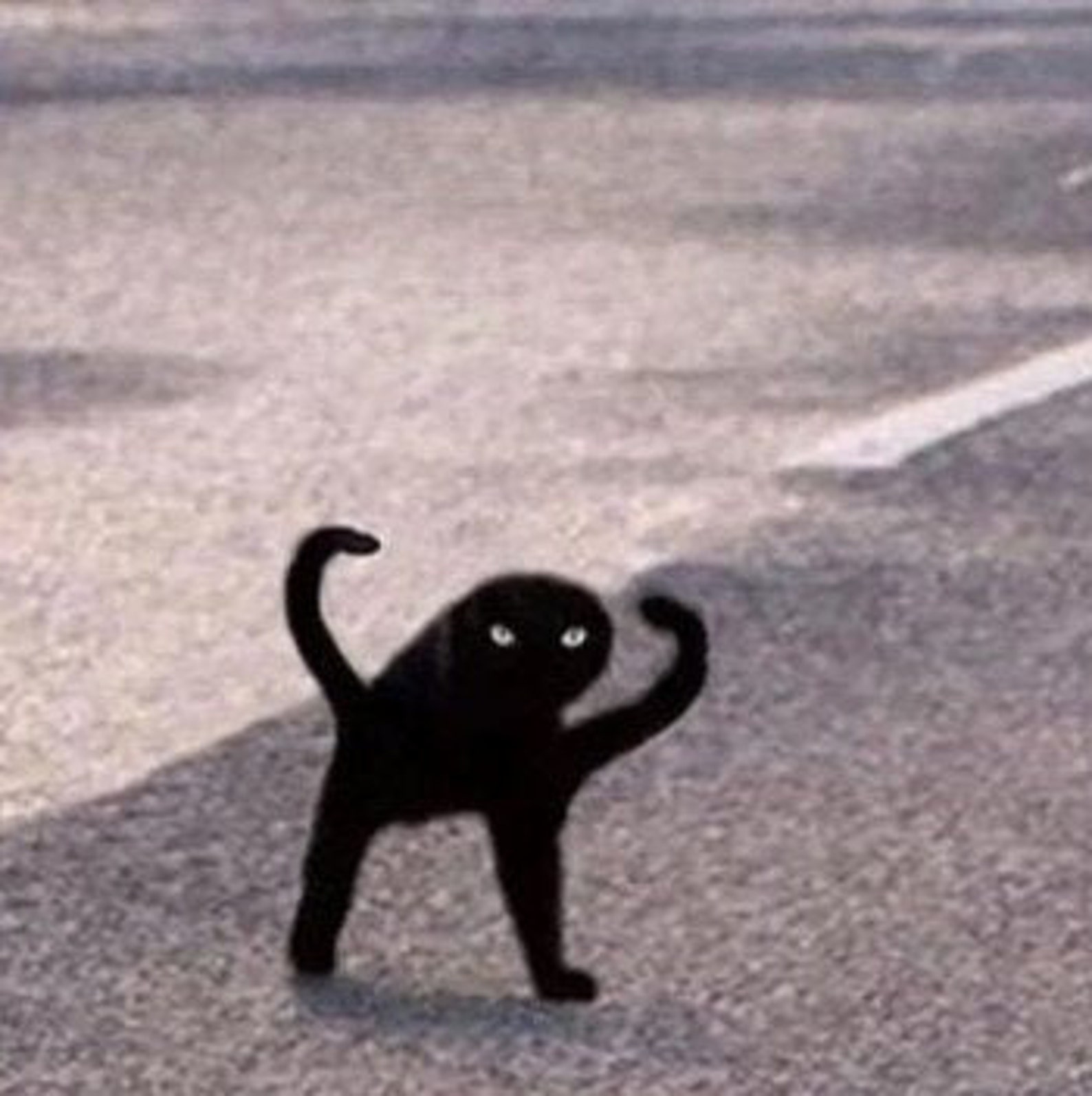Maldito negro gato Meme pegatina Etsy