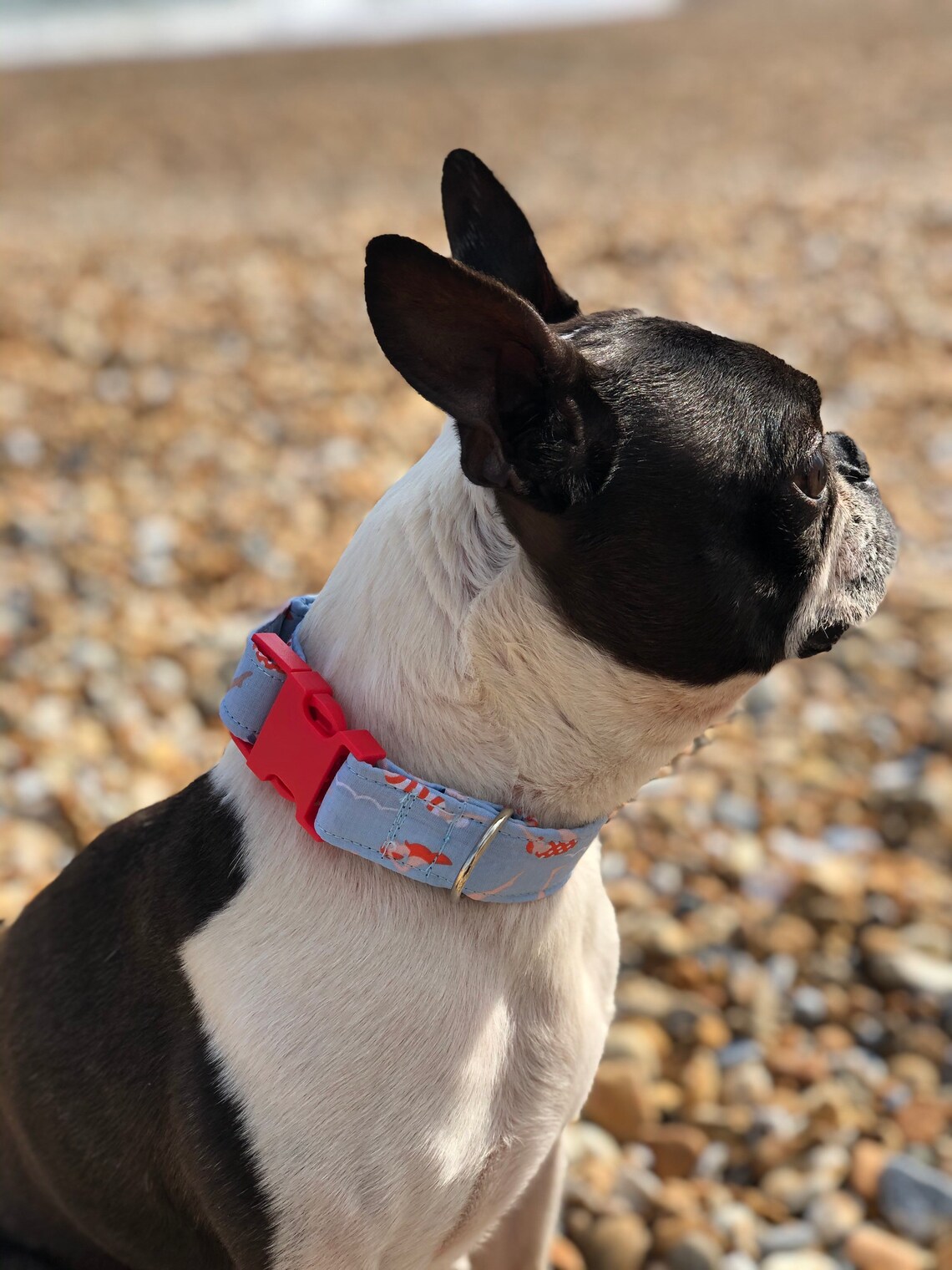 Swimmers swimming handmade dog collar Etsy