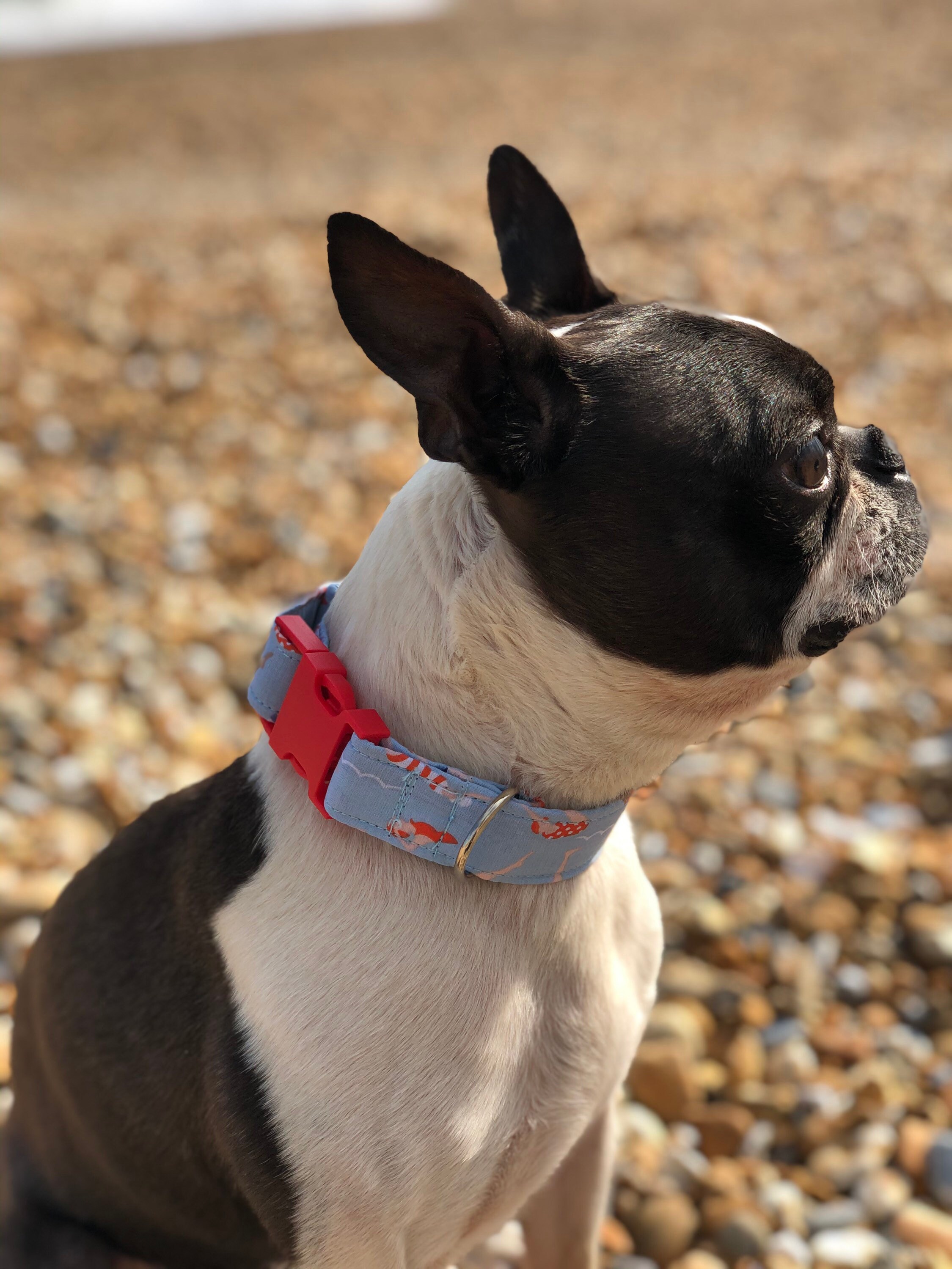 Swimmers swimming handmade dog collar Etsy