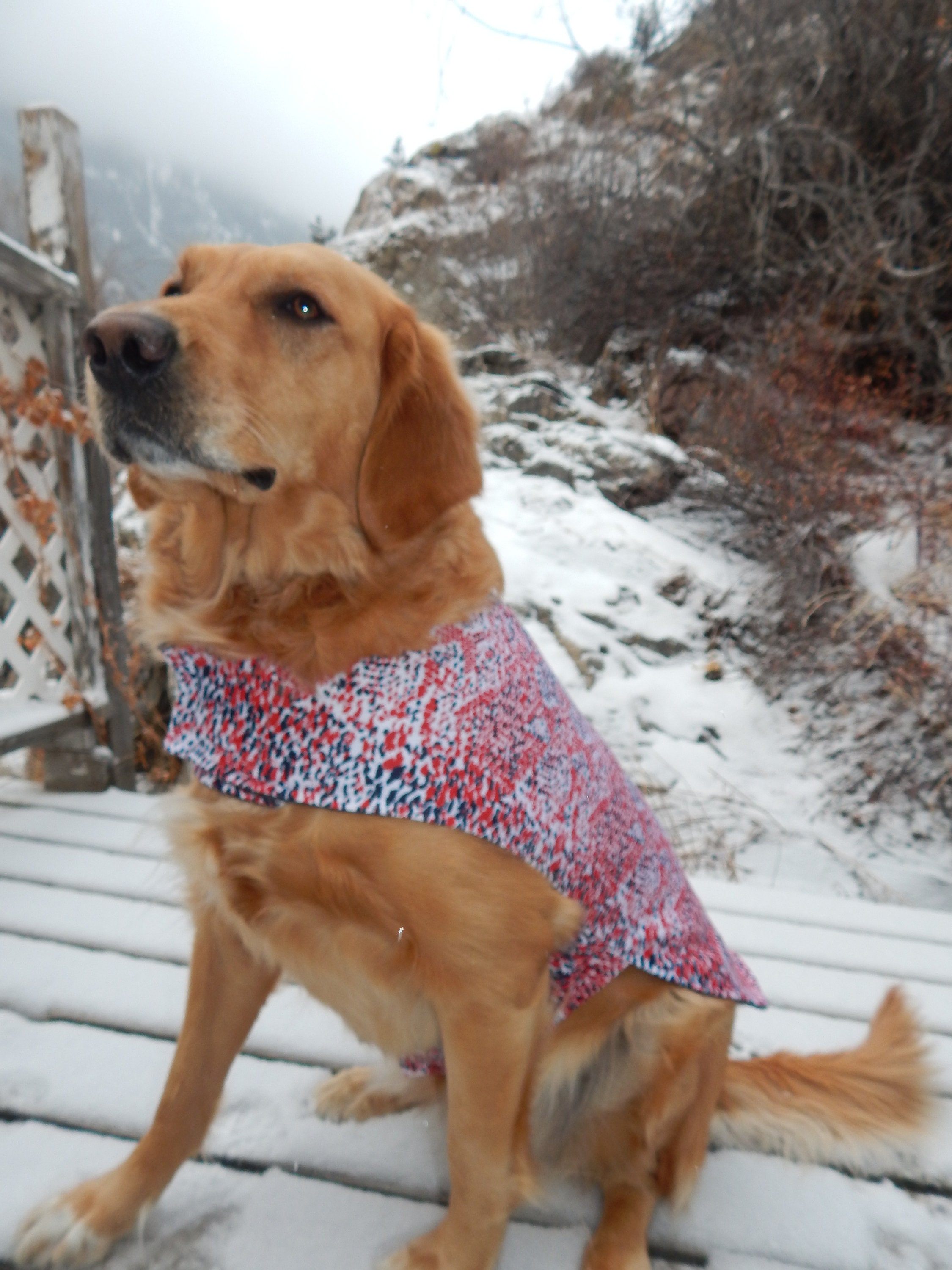 Custom Dog Jacket Custom Dog Sweatshirt Fleece Dog Jacket Etsy